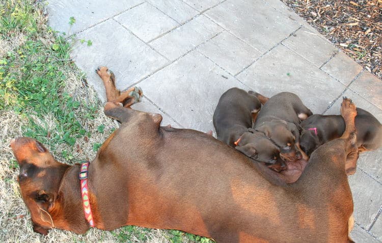 red and rust dobie pups playing