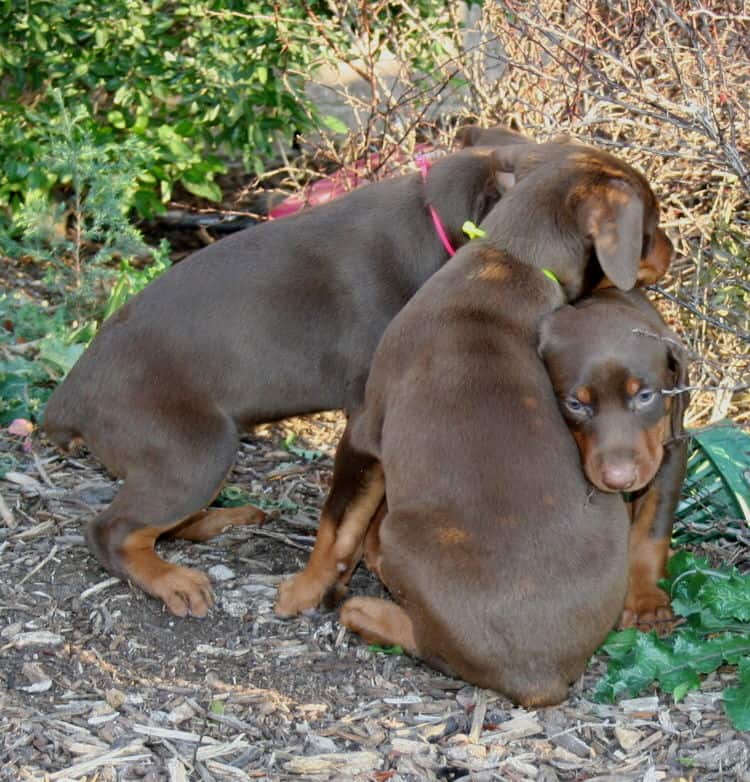 red and rust dobie pups playing