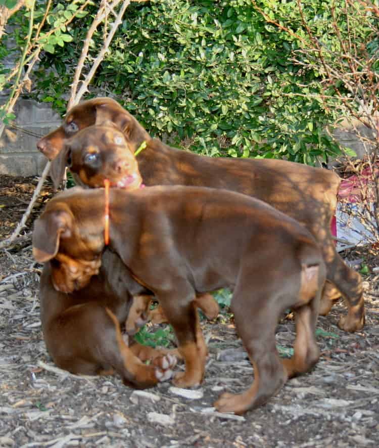 red and rust dobie pups playing