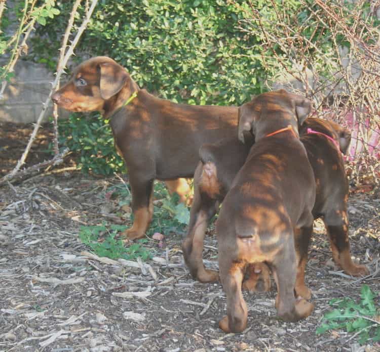 red and rust dobie pups playing