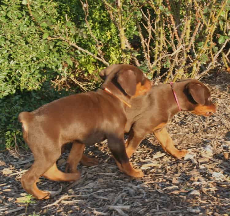 red and rust dobie pups playing