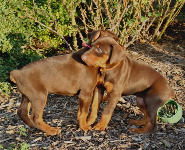 red and rust dobie pups playing