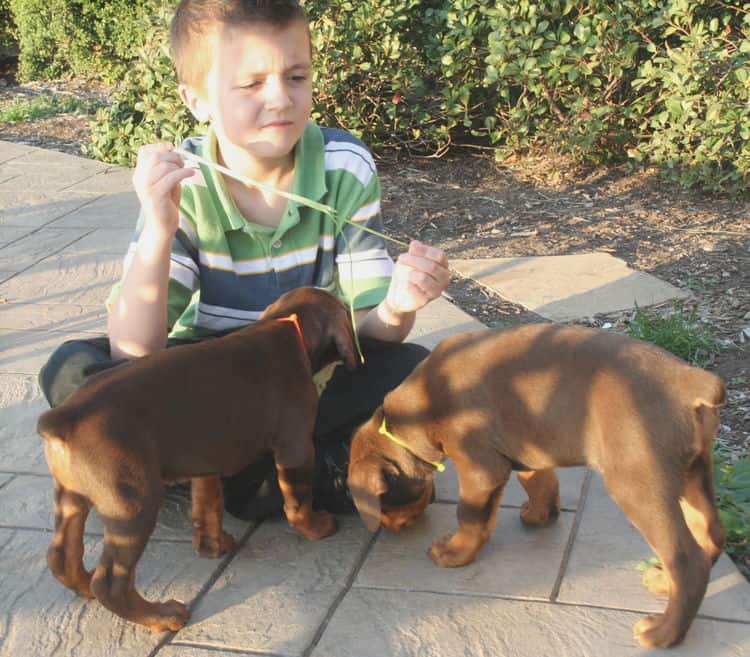 red and rust dobie pups playing