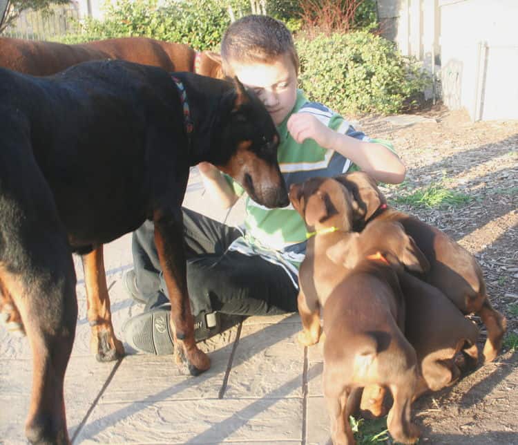 red and rust dobie pups playing