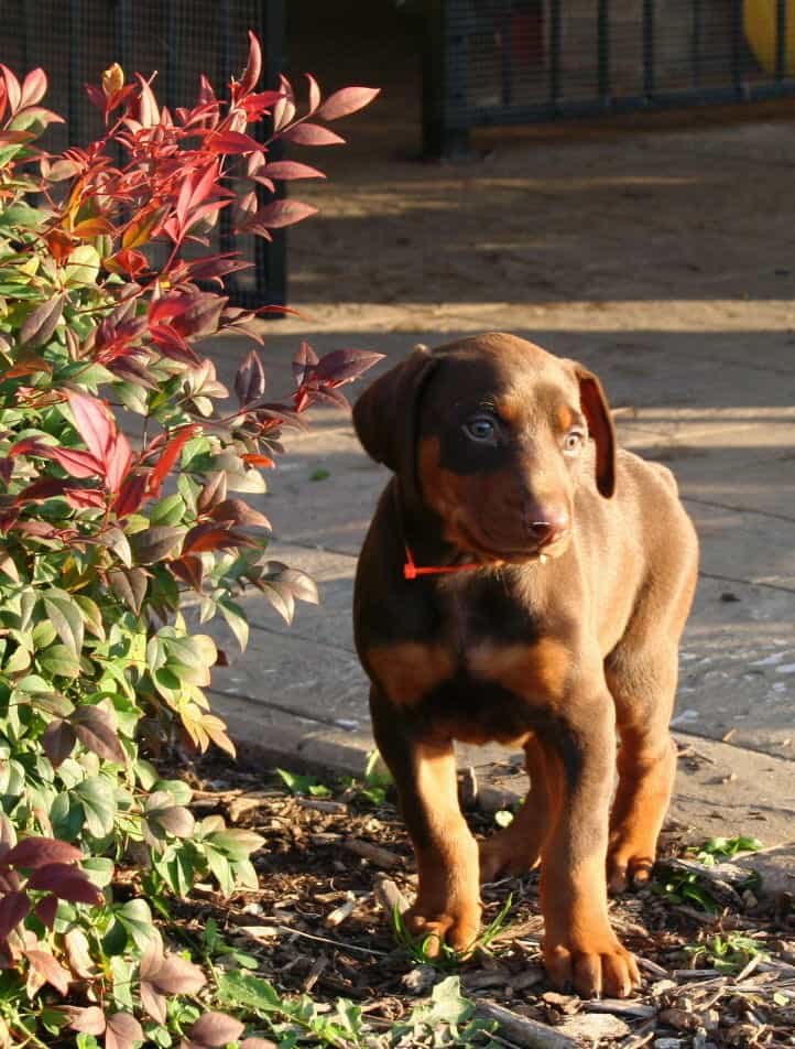 red and rust dobie pup playing