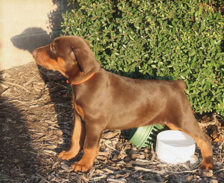 red female dobe pup