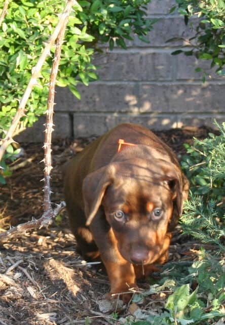 red female dobe pup