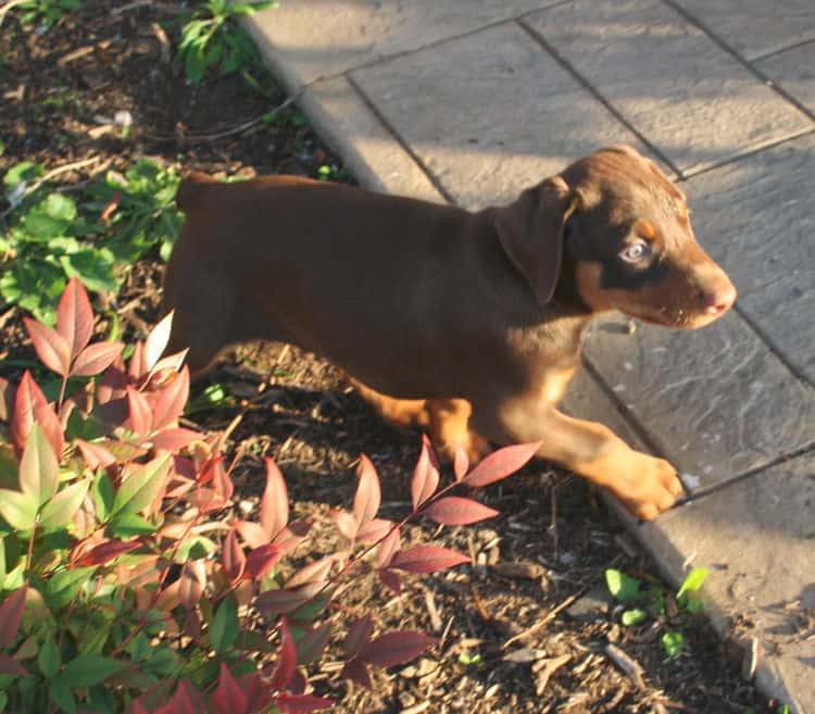 red female dobe pup