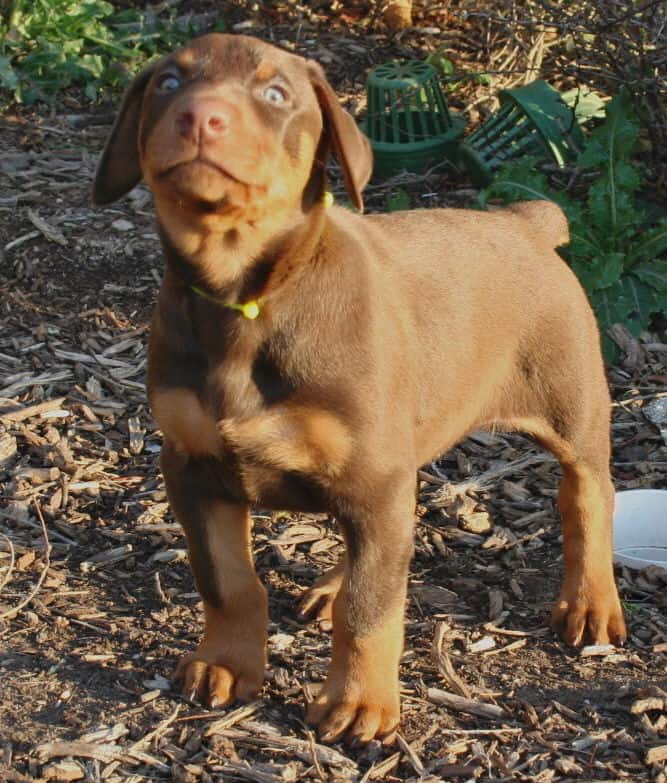 red male dobe pup