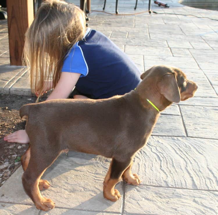 red and rust dobie pups playing