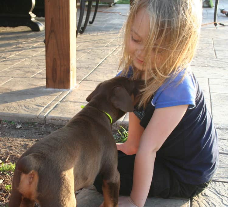 red and rust dobie pups playing