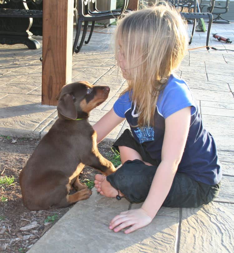 red male dobe pup