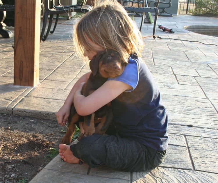 red and rust dobie pups playing