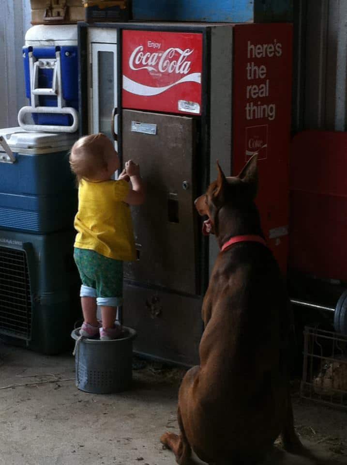 Red and rust male doberman puppy with little child