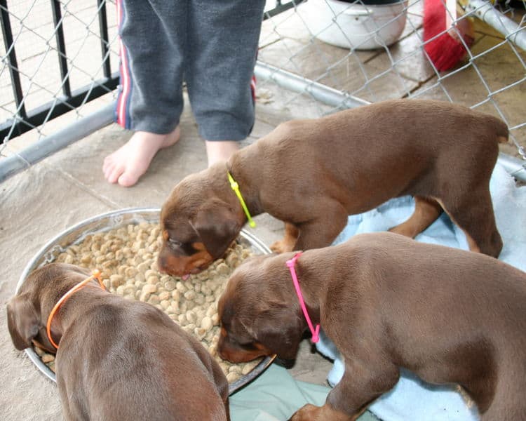 young doberman puppies eating food for first time