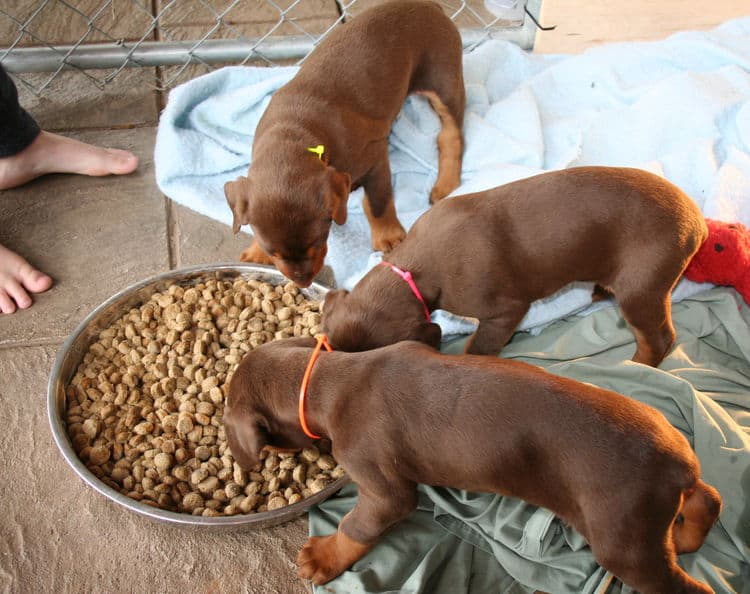 young doberman puppies eating food for first time