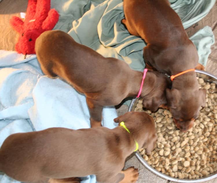 young doberman puppies eating food for first time