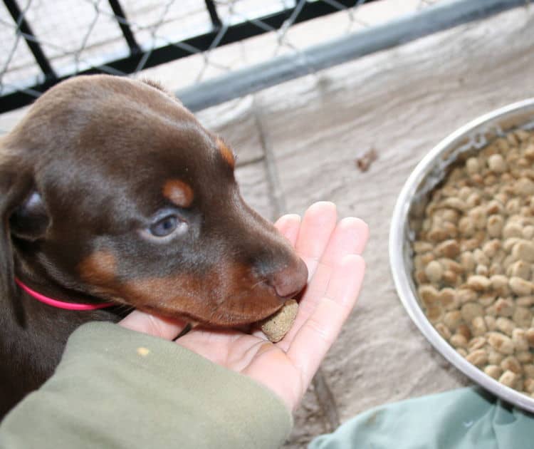 young doberman puppies eating food for first time