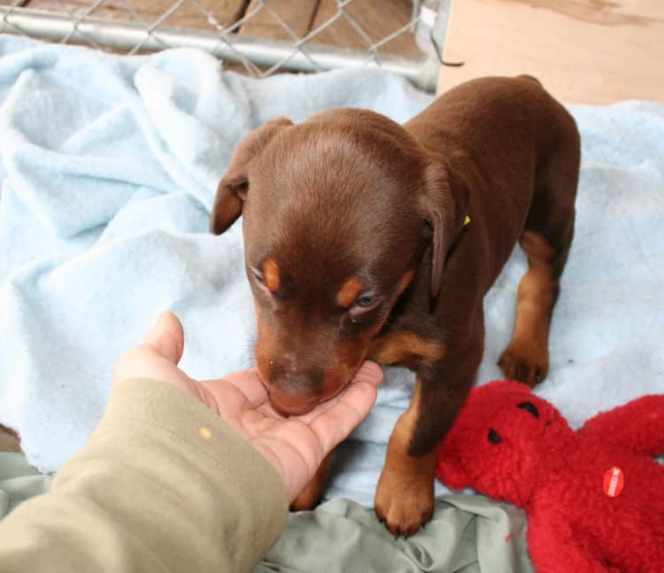 young doberman puppies eating food for first time