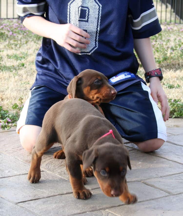 doberman puppies exploring outside