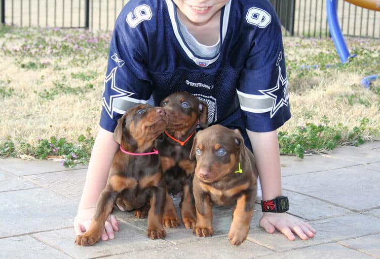 doberman puppies exploring outside