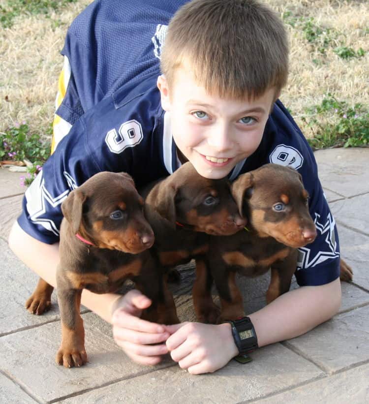 doberman puppies exploring outside