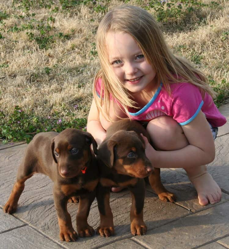 doberman puppies exploring outside