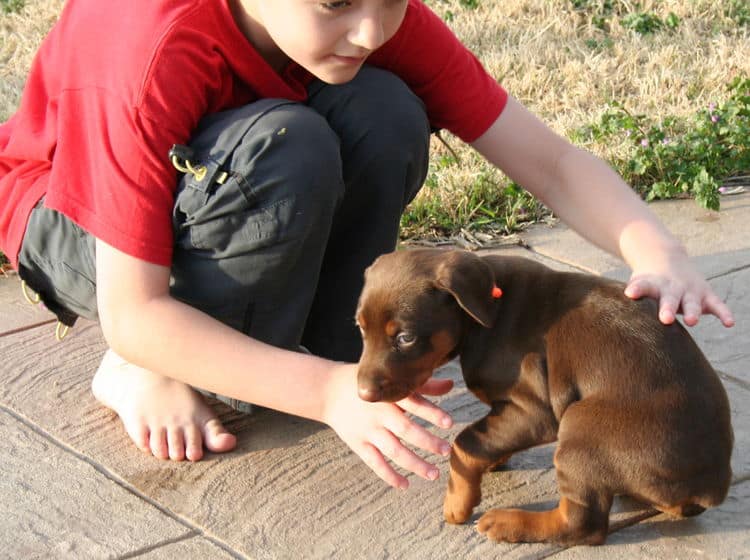 doberman puppies exploring outside