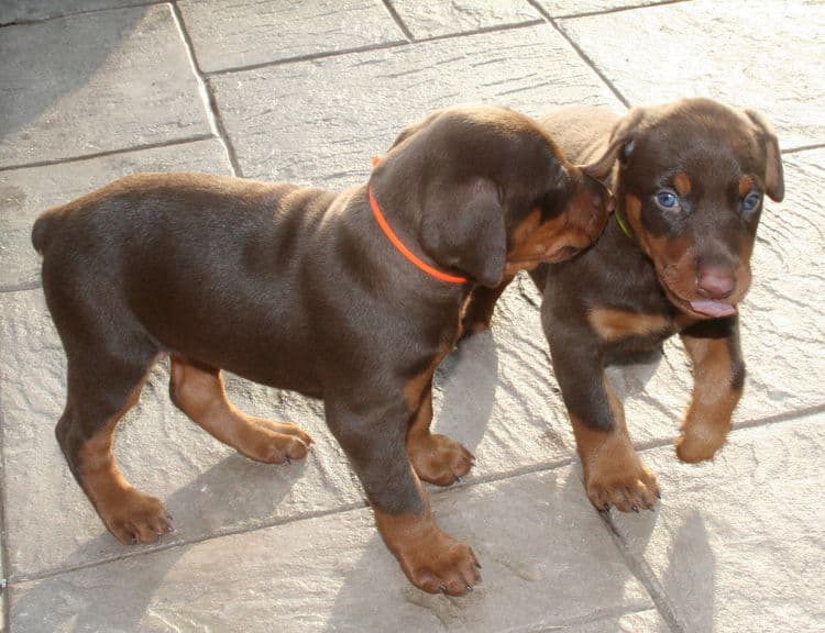 doberman puppies exploring outside