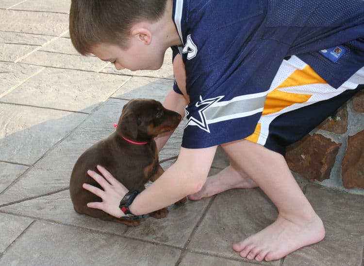 doberman puppies exploring outside