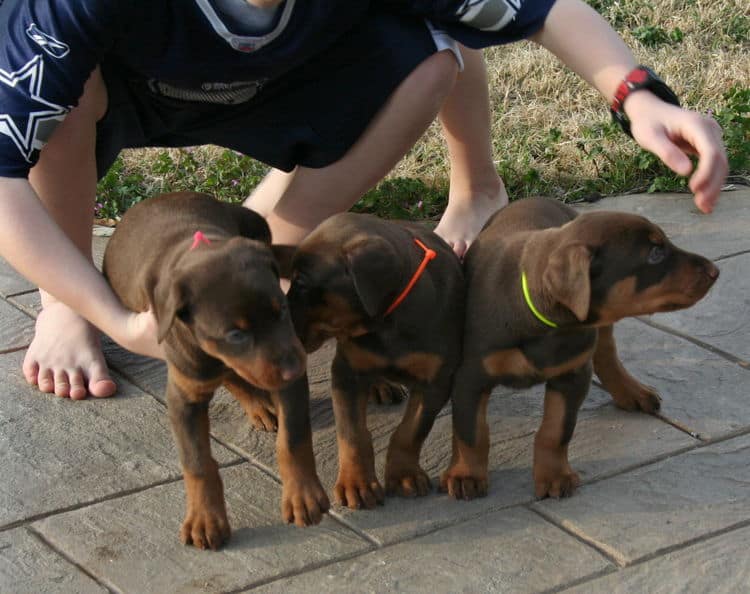 doberman puppies exploring outside