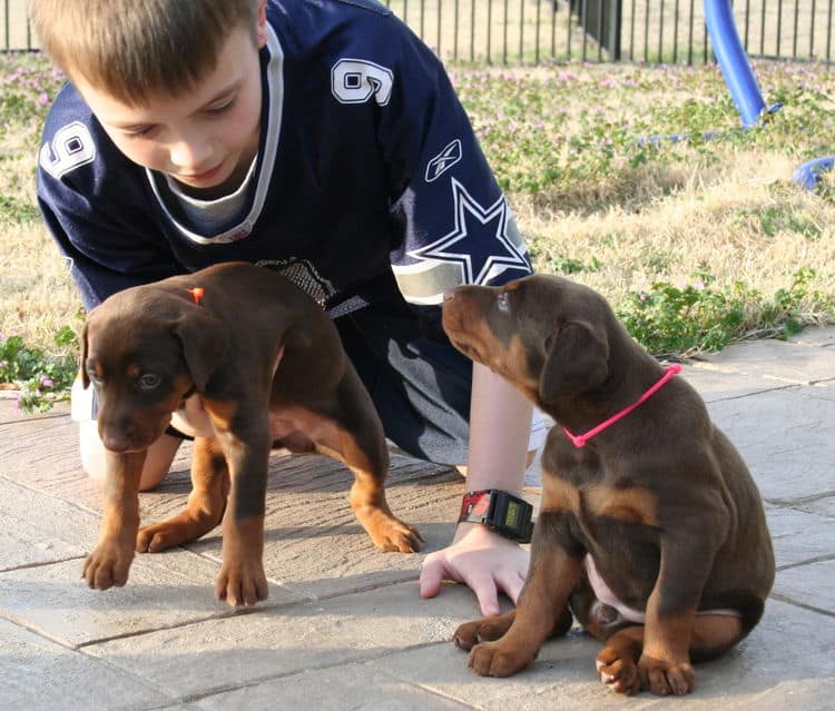 doberman puppies exploring outside