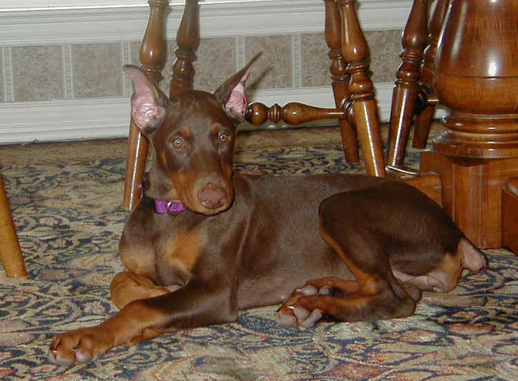 red rust female doberman puppy cropped ears