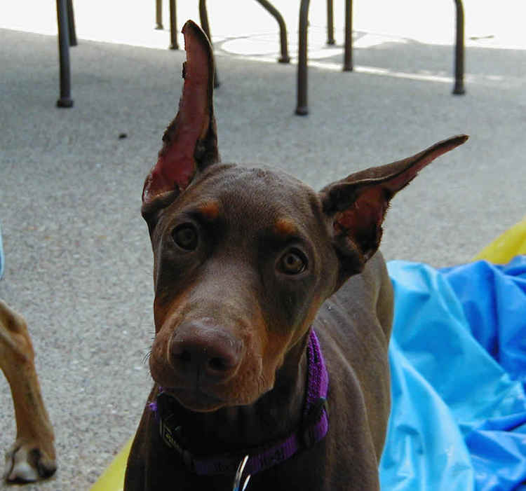 red rust female doberman with mother