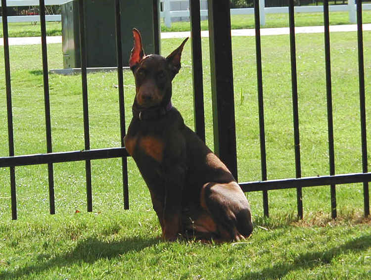 red rust female doberman with mother