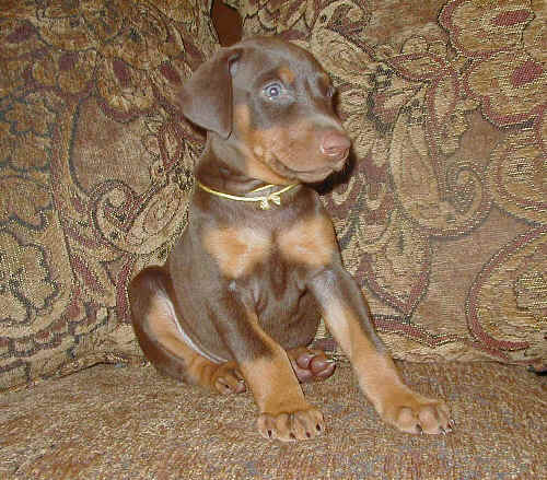 red rust female doberman puppy