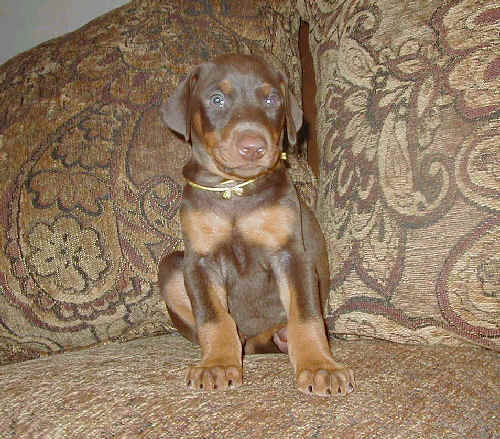 red rust female doberman puppy