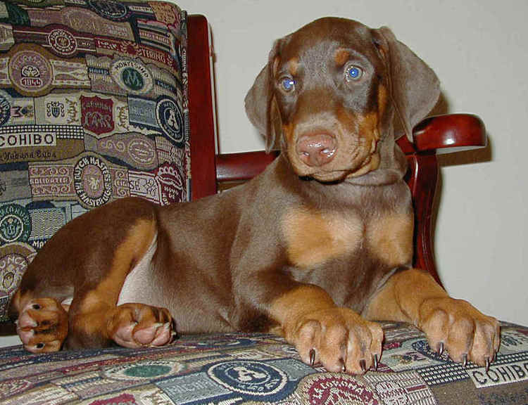 red rust female doberman puppy