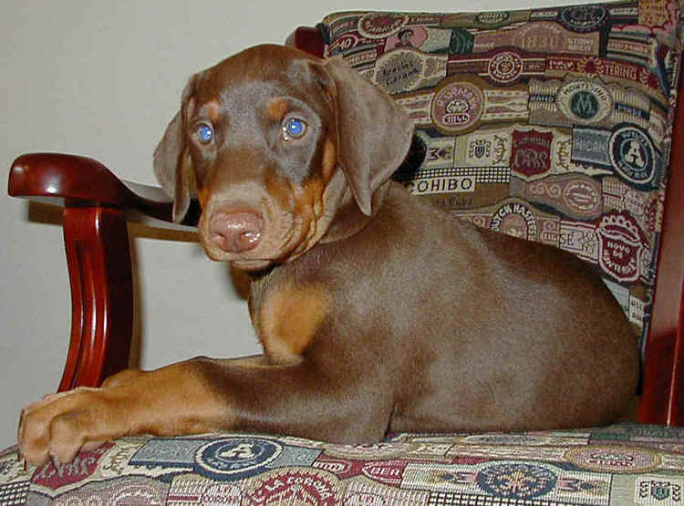 red rust female doberman puppy