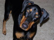 male doberman, uncropped ears