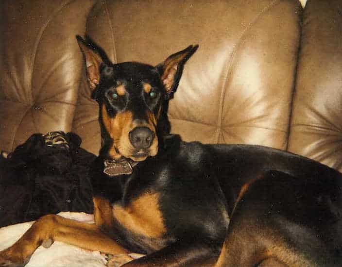 Doberman sire