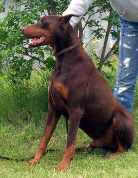 doberman adult male