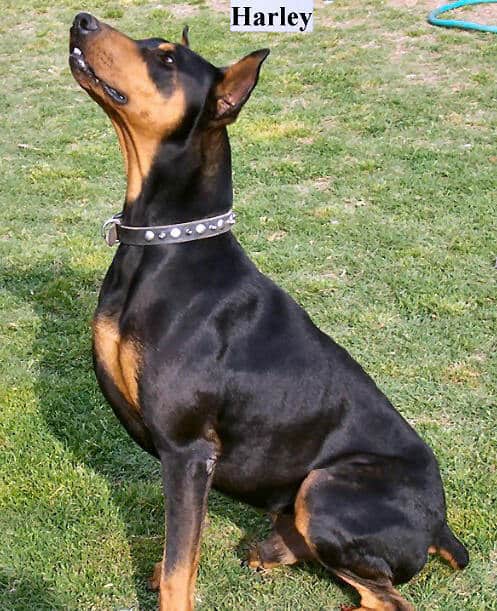 Doberman sire