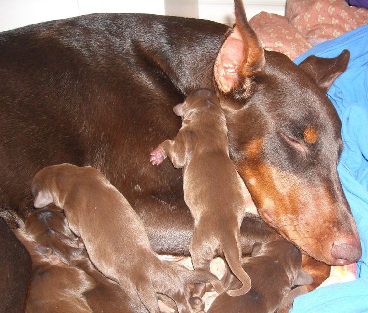 1 day old doberman puppies red and rust