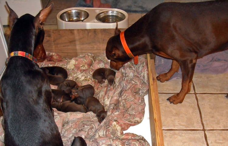 1 week old doberman puppies red and rust