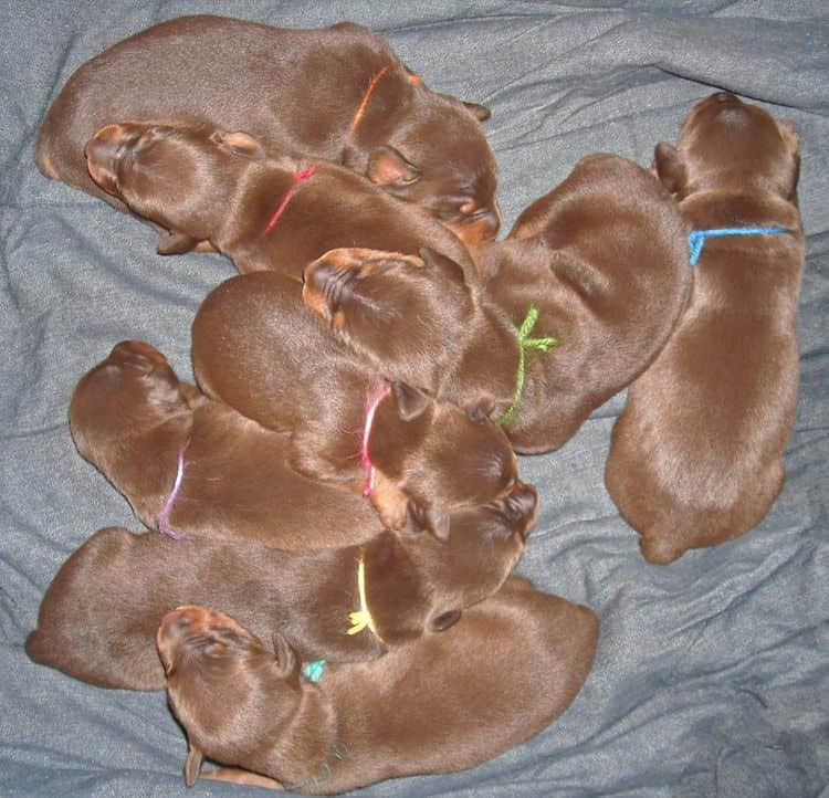 2 week old doberman puppies red and rust