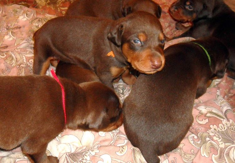 2 week old doberman puppies red and rust