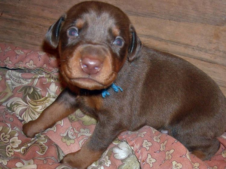 2 week old doberman puppies red and rust