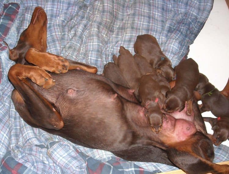 2 week old doberman puppies red and rust