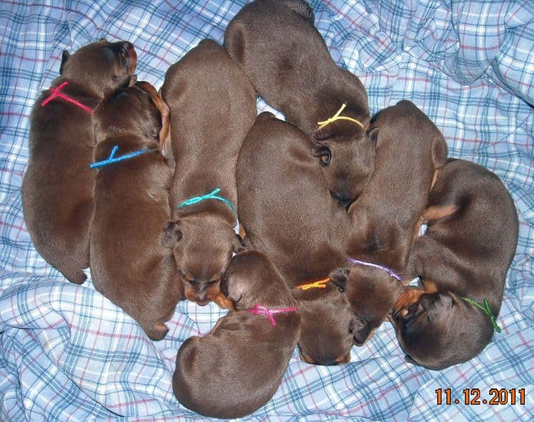 2 week old doberman puppies red and rust